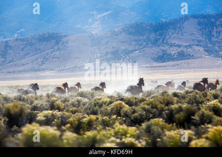 Usa, Nevada, Brunnen, mustang Monument, einer nachhaltigen Luxus Eco Resort und für wilde Pferde bewahren, das ist die Heimat von 650 gerettet Mustangs, die Stockfoto