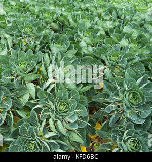 Brussel sprout Kohl Feld gerade vor der Ernte in den Niederlanden Stockfoto