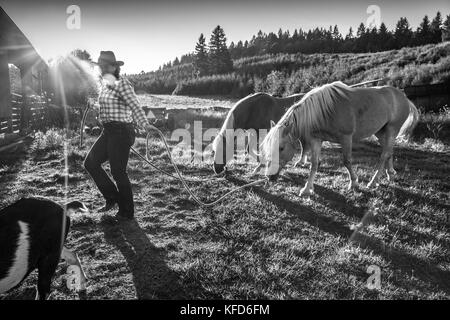 Usa, Oregon, Willamette Valley, Clare Carver führt ihre Pferde am großen Tisch Betriebe Weingut, Gaston Stockfoto