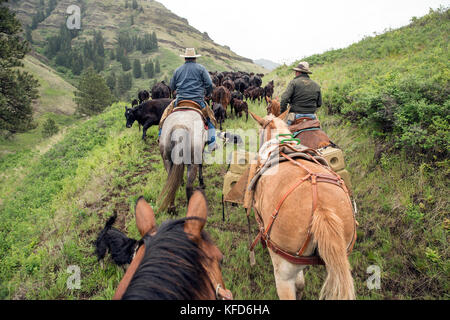 Usa, Oregon, Joseph, Cowboys todd Nash und Cody Ross Almabtrieb bis Wand des Canyon in Richtung lenken Creek Entwässerung im Nordosten Oregon Stockfoto