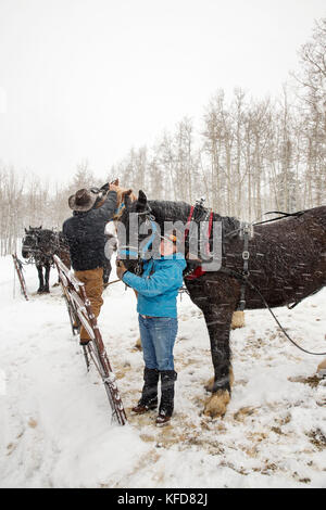 USA, Colorado, Aspen, Porträt der Rangelerin Ali Wade mit ihrem Schlittenteam im Pine Creek Cookhouse in Ashcroft Stockfoto