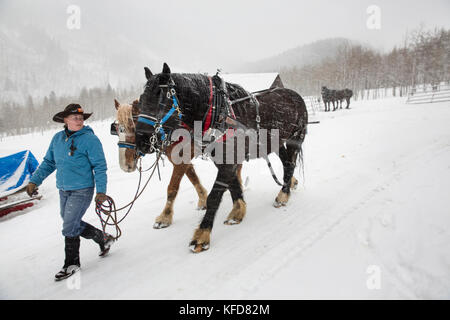 USA, Colorado, Aspen, Wrangler Ali Wade Spaziergänge ihr Team von Pferden, haken Sie den Schlitten, Pine Creek Cookhouse, Ashcroft Stockfoto