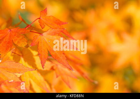 Goldener Herbst blur Hintergrund mit Farbe Ahorn Blätter Stockfoto