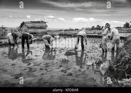 Indonesien, Flores, Frauen pflanze Reis schießt in einem Feld Narang Dorf Stockfoto