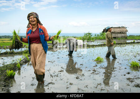 Indonesien, Flores, Frauen pflanze Reis schießt in einem Feld Narang Dorf Stockfoto