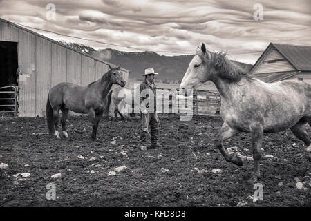 USA, Oregon, Enterprise, Cowboy und Rancher Todd Nash sammelt seine Pferde auf der Snyder Ranch für eine Viehfahrt im Nordosten Oregons Stockfoto