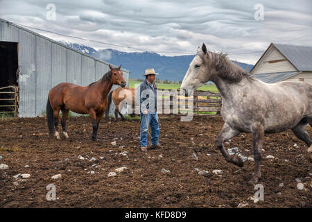 USA, Oregon, Enterprise, Cowboy und Rancher Todd Nash sammelt seine Pferde auf der Snyder Ranch für eine Viehfahrt im Nordosten Oregons Stockfoto