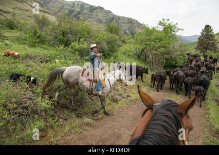 USA, Oregon, Joseph, Cowboy Todd Nash bewegt seine Rinder aus dem Wild Horse Creek, Big Sheep Creek Creek Lenken Stockfoto