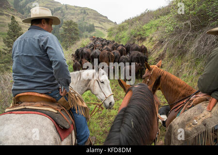 USA, Oregon, Joseph, Cowboys Todd Nash und Antrieb Cody Ross Rinder bis zur Wand des Canyon Creek Entwässerung Steuern im Nordosten Oregon Stockfoto