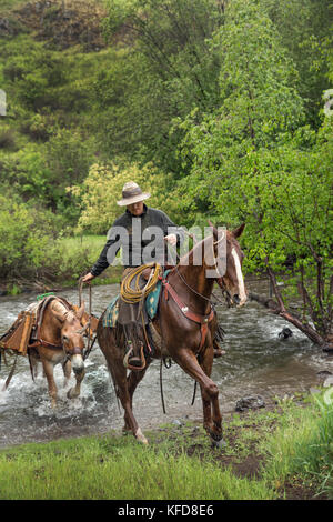 USA, Oregon, Joseph, Cowboy Cody Ross reitet zwar Big Sheep Creek nach dem Umzug Rinder im Regen, im Nordosten Oregon Stockfoto