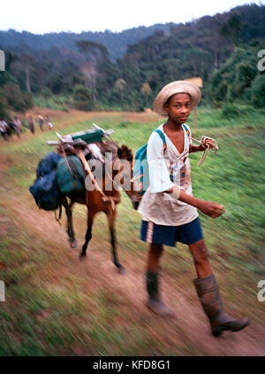 PANAMA, Cana, Antonio und sein Esel absolvieren die 10-stündige Fahrt von Boca de Cupe zur Cana Field Station in Mittelamerika Stockfoto