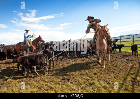 USA, Wyoming, Lager, ein Cowboy Seile ein Kalb eingebrannt werden, Big Creek Ranch Stockfoto