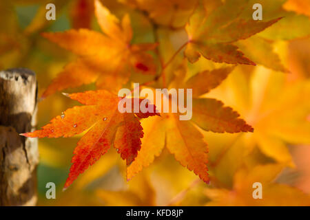 Goldener Herbst blur Hintergrund mit Farbe Ahorn Blätter Stockfoto