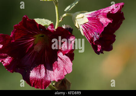 Paar lila malva Blumen. Schönheit lavatera Anlage auf auflösen Stockfoto