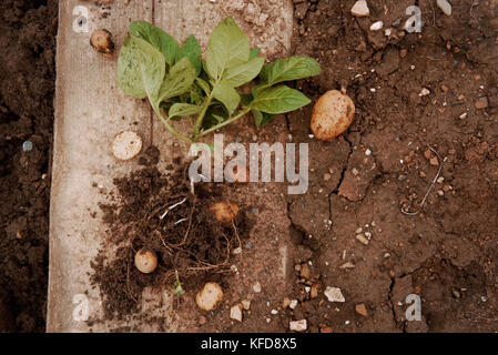 Junge Kartoffel auf Boden abdecken. junge Pflanze close-up. organischen Anbau. frische Kartoffeln Gemüse mit Knollen im Boden Schmutz Oberfläche Hintergrund Stockfoto