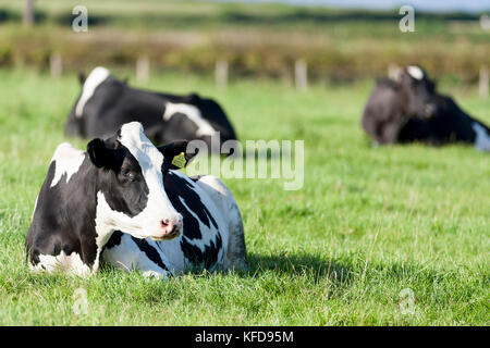 Schwarze und weiße Fresian Kuh im Gras liegend Stockfoto