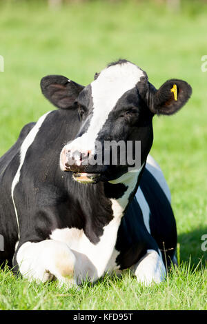 Schwarze und weiße Fresian Kuh im Gras liegend Stockfoto