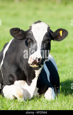 Schwarze und weiße Fresian Kuh im Gras liegend Stockfoto