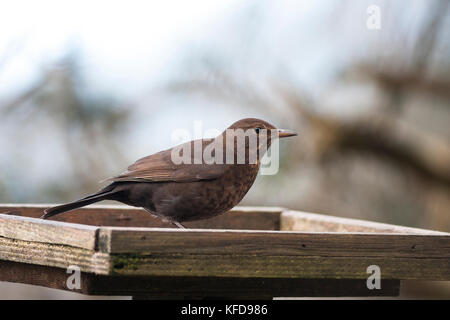 Weibliche Amsel auf bird Tabelle Stockfoto