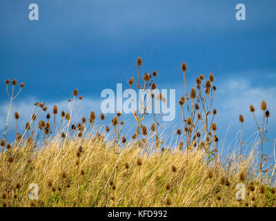 Wild teasels Dipsacus fullonum bei der rspb saltholme Wildlife Reserve und Discovery Park wächst Stockfoto