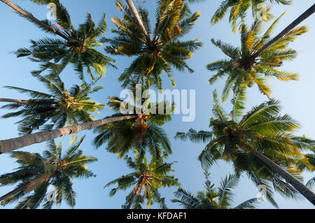 Bild von Palmen auf Gili Air die Insel Lombok, Indonesien Stockfoto