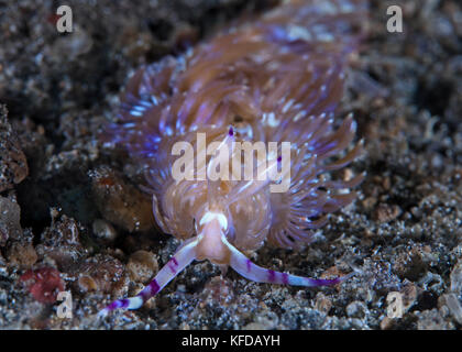 Blue Dragon Nacktschnecken, Pteraeolidia ianthina am Meeresboden. Lembeh Straits, Indonesien. Stockfoto