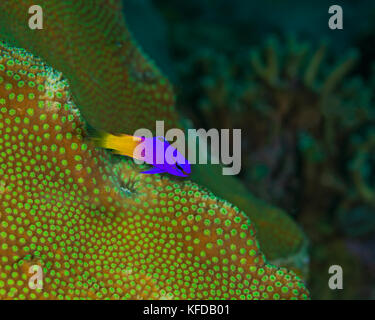 Fairy basslet schwebt über grüne Boulder Coral (Montastrea sp.). Bonaire, Niederländische Antillies. Stockfoto