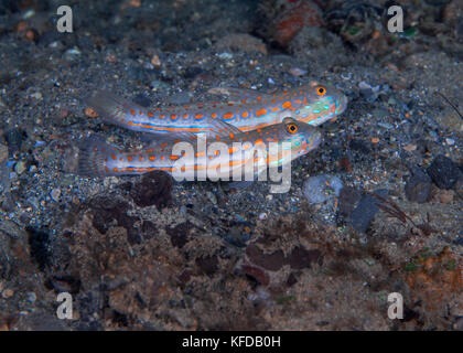 Ein paar Orange Sleeper Grundeln (Valenciennea sp.) am Meeresboden entdeckt. Ambon Bay, Ambon, Indonesien. Stockfoto