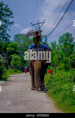 Chitwan, Nepal - November 03, 2017: unbekannter Mann reiten Elefant in Chitwan National Park Stockfoto