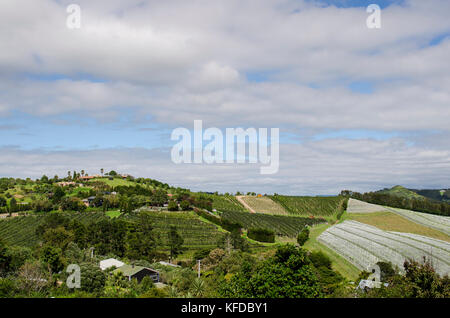 Onetangi Weinberg Tal, Waiheke Island, Hauraki Gulf, Neuseeland Stockfoto