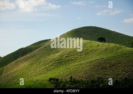 Schafe auf einem grünen Hügel auf Waiheke Island, Neuseeland Stockfoto