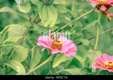 Die enge Anordnung der Insekten Tagpfauenauge auf Blume Blüte auf Bush Pflanze im Garten Natur sammeln Pollen oder Nektar im Sommer Stockfoto