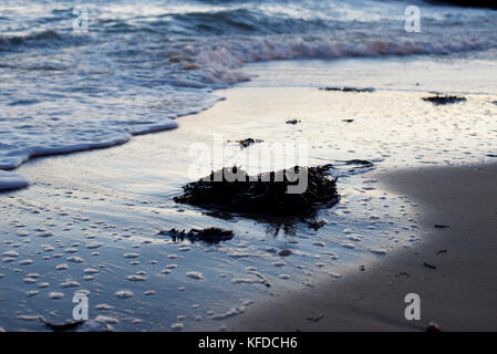 Algen am Strand bei Sonnenuntergang Stockfoto