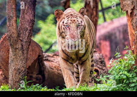 Nahaufnahme von einem brüllenden weißer Tiger weg schauen mit einem grünen Flora aus Fokus Hintergrund Stockfoto