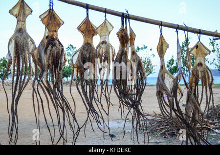 In der Nähe von frisch gefangenen Tintenfisch, hängend auf die Stange am Strand zu trocknen. Stockfoto