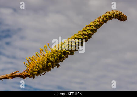 A Grevillea sp. Inflorescence, Northern Territory, Australien Stockfoto