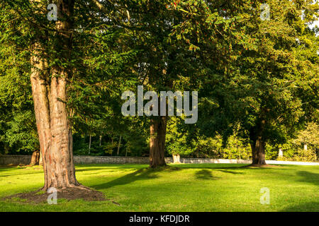 Gruppe von alten Eibenbäumen mit roten Beeren, Taxus baccata, Gosford Estate, East Lothian, Schottland, Großbritannien Stockfoto