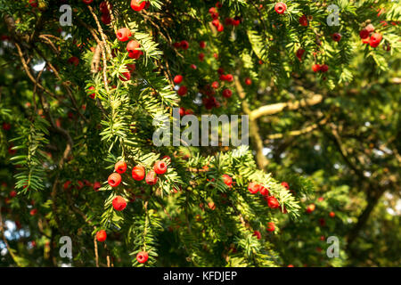 Nahaufnahme von Eibenzweigen mit roten Beeren bei Sonnenschein, Taxus baccata, East Lothian, Schottland, Großbritannien Stockfoto