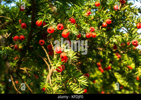 Nahaufnahme von Eibenzweigen mit roten Beeren bei Sonnenschein, Taxus baccata, East Lothian, Schottland, Großbritannien Stockfoto