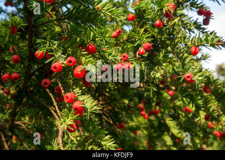 Nahaufnahme von Eibenzweigen mit roten Beeren bei Sonnenschein, Taxus baccata, East Lothian, Schottland, Großbritannien Stockfoto