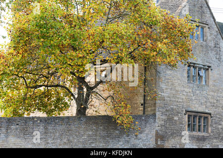 Bourton Haus außen und Herbst Tulip Tree in Bourton auf dem Hügel. Cotswolds, Gloucestershire, England Stockfoto