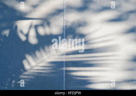 Schatten der Palmwedel Pflanzen auf einem Garten weg an RHS Wisley Gardens, Surrey. Großbritannien Stockfoto