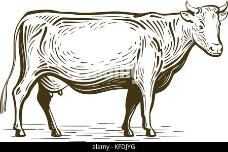 Nutztier, Kuh stehend, Zeichnung. Milchfarm, Vintage-Vektor-Illustration Stock Vektor