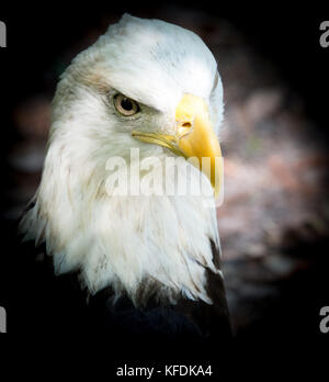 Tierwelt, Zoo, Florida, Adler, Natur Stockfoto