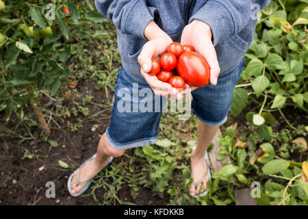 Ein junges Mädchen picks Bio Tomaten aus ihrem Haus Garten in bischeim, Frankreich. Stockfoto