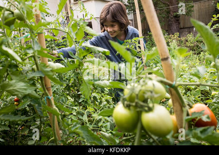 Ein junges Mädchen picks Bio Tomaten aus ihrem Haus Garten in bischeim, Frankreich. Stockfoto