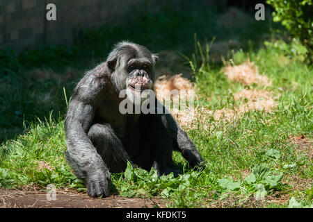 Ein sonnendurchfluteter weiblicher Schimpanse saß auf Gras in zoologischen Gärten. Stockfoto