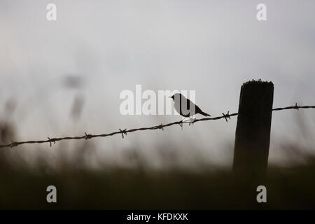 Medow Pieper auf Stacheldraht zaun um Ackerland. Stockfoto