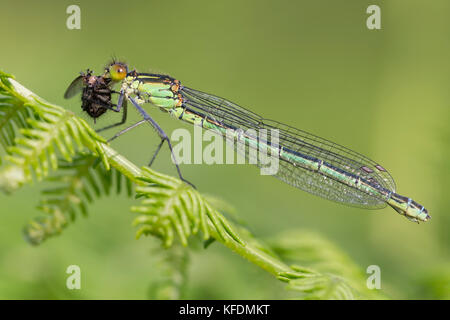 Red-eyed Damselfly - Erythromma najas. Weibchen mit Beute Stockfoto