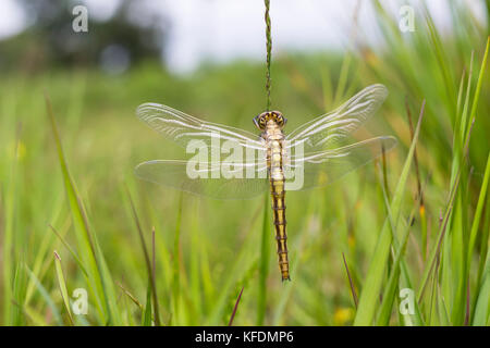 Neu entstandenen Black-tailed Skimmer - Orthetrum Cancellatum Stockfoto